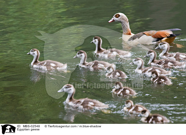 Nilgnse / Egyptian geese / MBS-02548