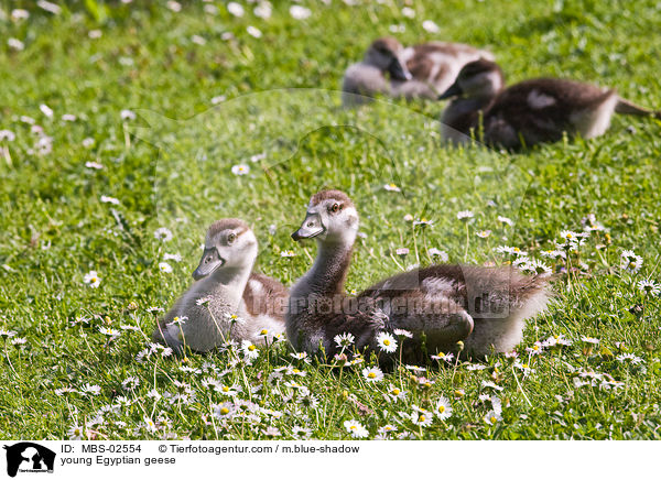 junge Nilgnse / young Egyptian geese / MBS-02554