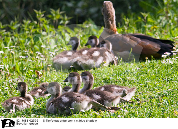 Nilgnse / Egyptian geese / MBS-02555