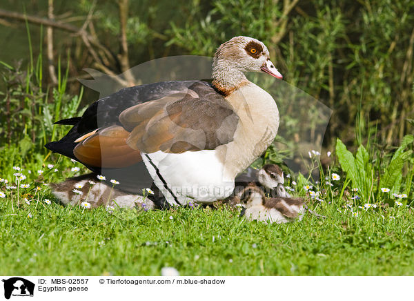 Nilgnse / Egyptian geese / MBS-02557