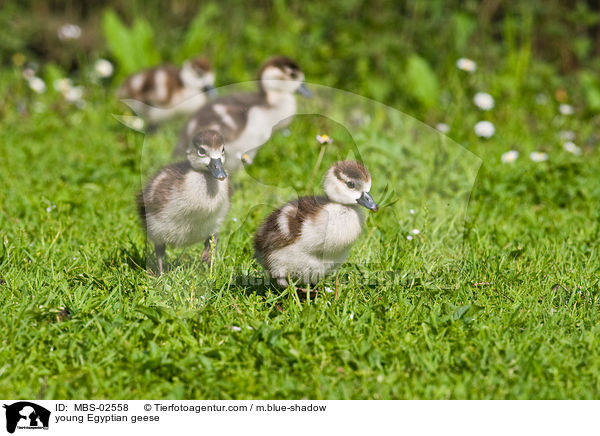 junge Nilgnse / young Egyptian geese / MBS-02558