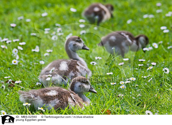 junge Nilgnse / young Egyptian geese / MBS-02560