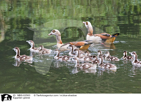 Nilgnse / Egyptian geese / MBS-02563