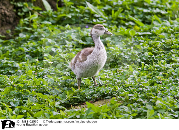 junge Nilgans / young Egyptian goose / MBS-02565