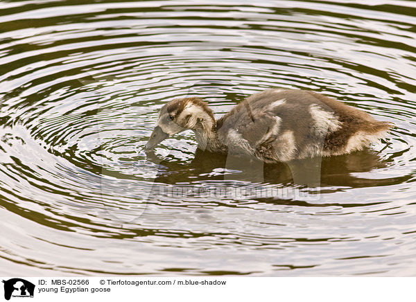 junge Nilgans / young Egyptian goose / MBS-02566