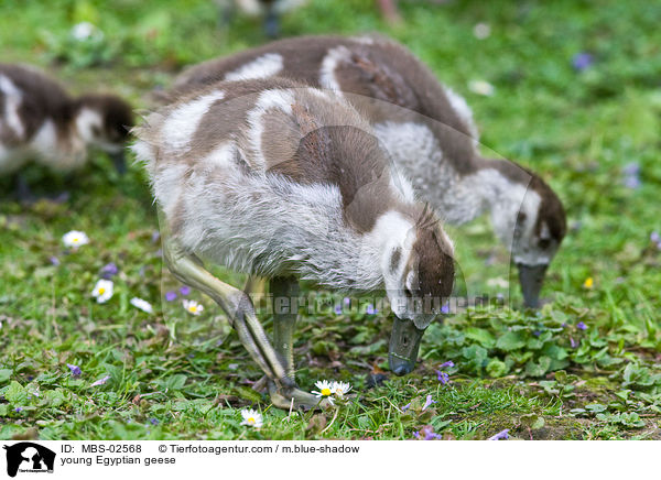 junge Nilgnse / young Egyptian geese / MBS-02568