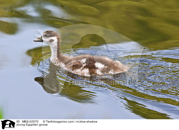junge Nilgans / young Egyptian goose / MBS-02570