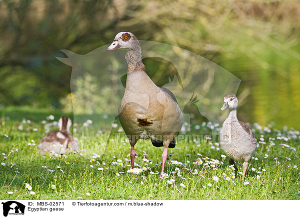 Nilgnse / Egyptian geese / MBS-02571