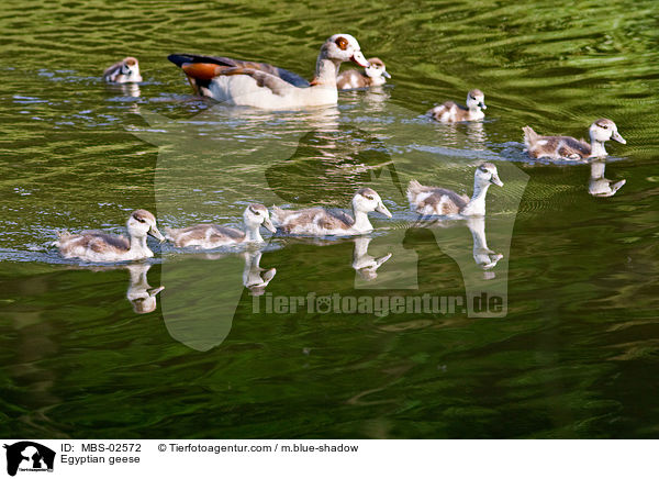 Nilgnse / Egyptian geese / MBS-02572