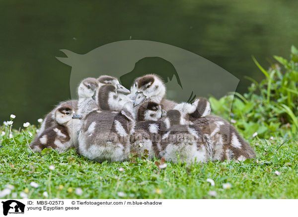 junge Nilgnse / young Egyptian geese / MBS-02573