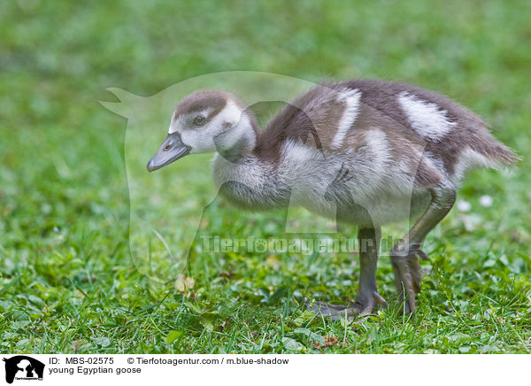 junge Nilgans / young Egyptian goose / MBS-02575
