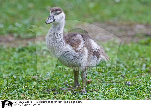 junge Nilgans / young Egyptian goose / MBS-02576