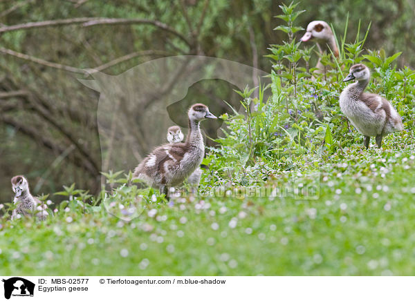 Nilgnse / Egyptian geese / MBS-02577