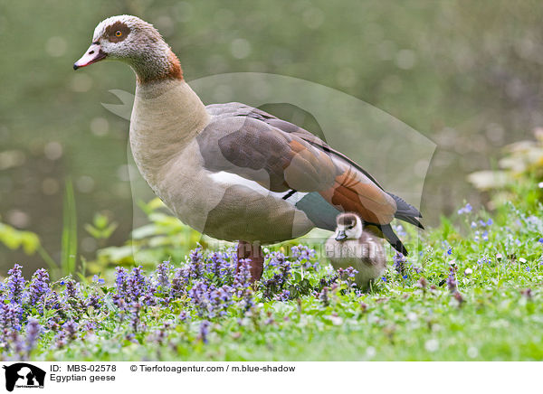 Nilgnse / Egyptian geese / MBS-02578