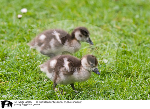junge Nilgnse / young Egyptian geese / MBS-02582