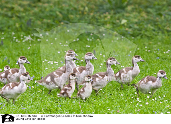 junge Nilgnse / young Egyptian geese / MBS-02583