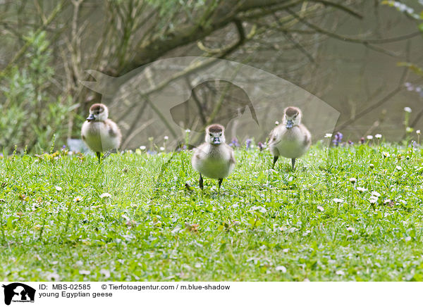 junge Nilgnse / young Egyptian geese / MBS-02585