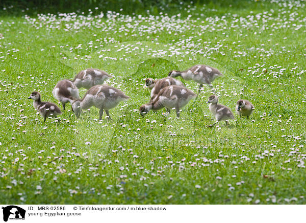 junge Nilgnse / young Egyptian geese / MBS-02586