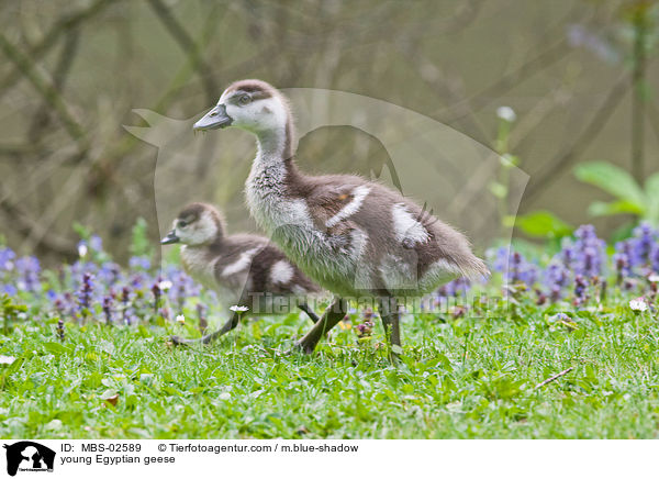 junge Nilgnse / young Egyptian geese / MBS-02589
