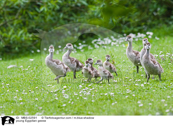 junge Nilgnse / young Egyptian geese / MBS-02591