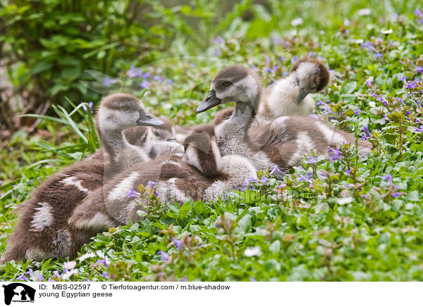 junge Nilgnse / young Egyptian geese / MBS-02597