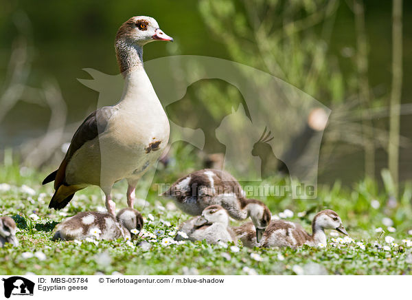 Egyptian geese / MBS-05784