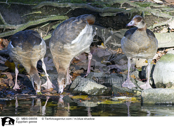 Nilgnse / Egyptian geese / MBS-08856