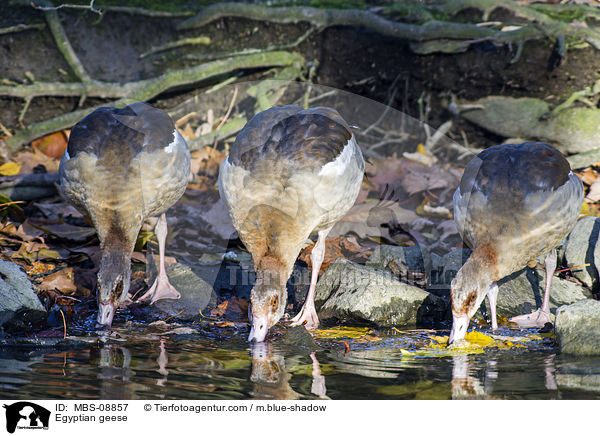 Nilgnse / Egyptian geese / MBS-08857