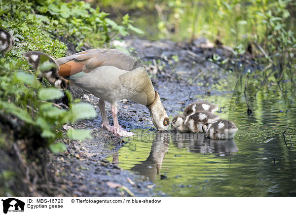 Egyptian geese / MBS-16720