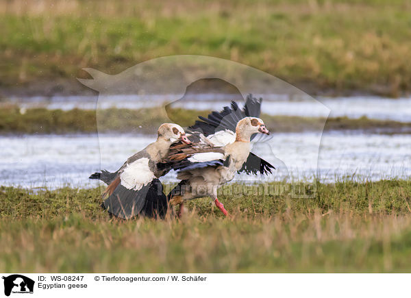 Egyptian geese / WS-08247
