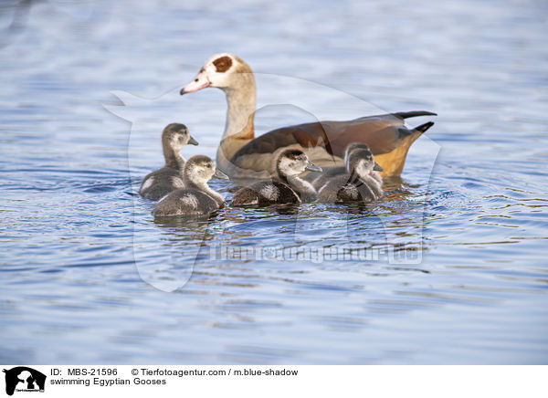 swimming Egyptian Gooses / MBS-21596