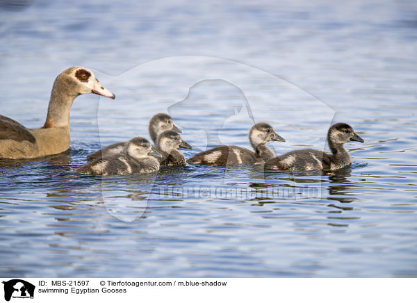 swimming Egyptian Gooses / MBS-21597