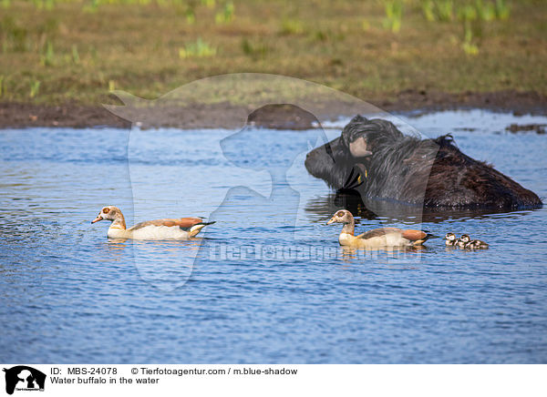 Water buffalo in the water / MBS-24078