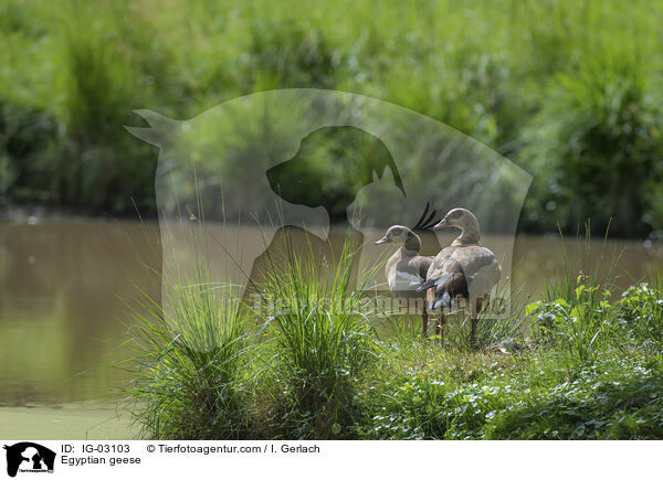 Nilgnse / Egyptian geese / IG-03103