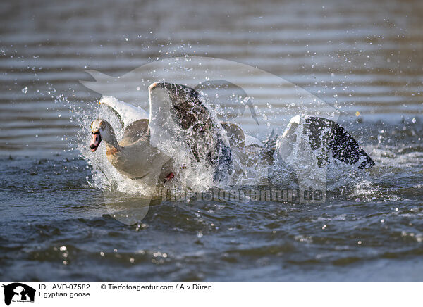 Nilgans / Egyptian goose / AVD-07582