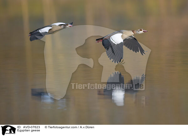 Egyptian geese / AVD-07623