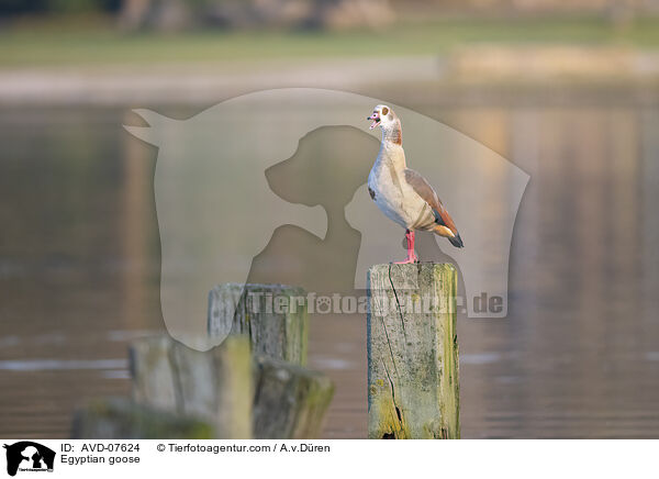 Egyptian goose / AVD-07624