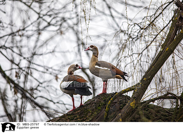 Egyptian geese / MBS-25797