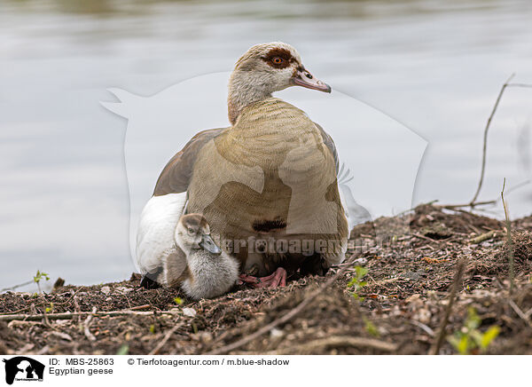 Egyptian geese / MBS-25863