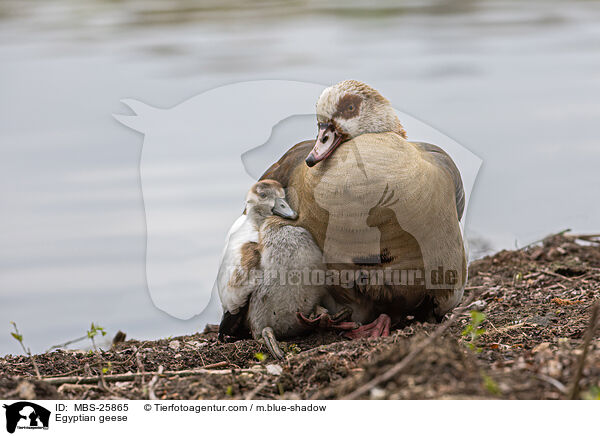Egyptian geese / MBS-25865