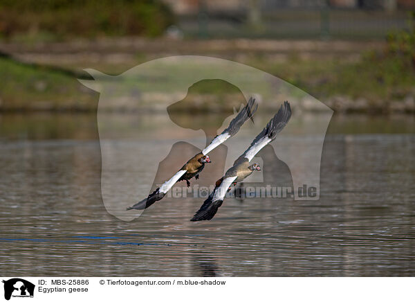 Egyptian geese / MBS-25886