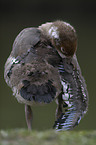 Egyptian goose