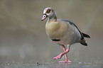 Egyptian goose