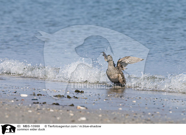 Eiderente / common eider duck / MBS-10988