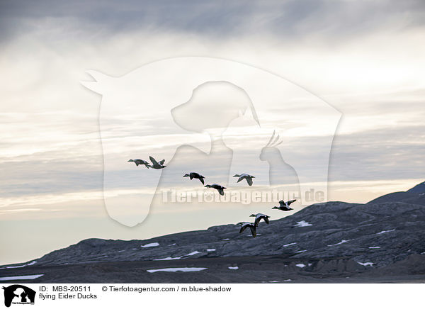 flying Eider Ducks / MBS-20511