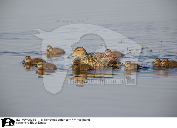 swimming Eider Ducks / PW-08386
