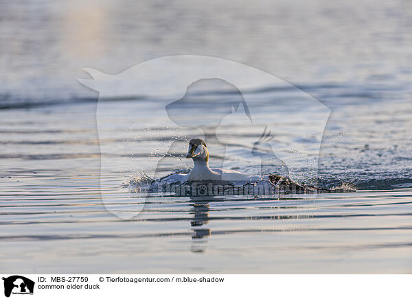 common eider duck / MBS-27759