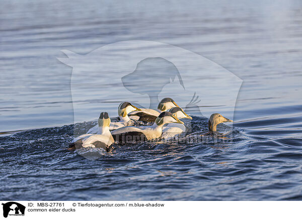 common eider ducks / MBS-27761
