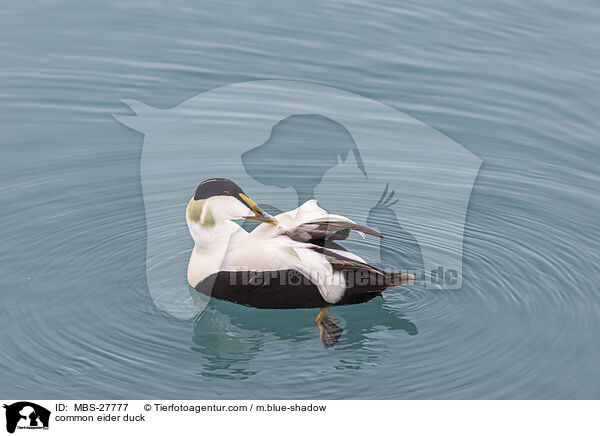 common eider duck / MBS-27777