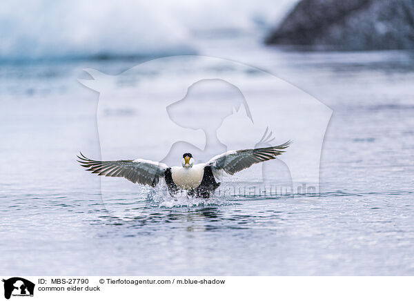 Eiderente / common eider duck / MBS-27790